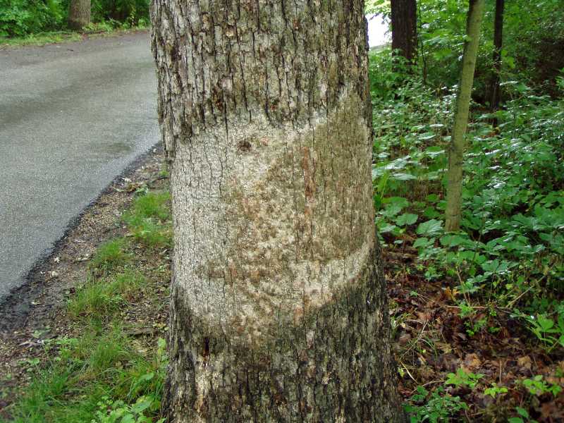 Cankers, diebacks, and wilts